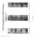 Fig. 08 - TOPICAL DELIVERY AND ADMINISTRATION SYSTEM FOR STABILIZED PROTECTION AGENT, COMPOSITIONS AND METHODS OF MAKING SAME
