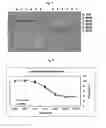 Fig. 05 - Anti-ErbB2 antibody variants