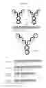 Fig. 02 - DUAL VARIABLE DOMAIN IMMUNOGLOBULINS AND USES THEREOF