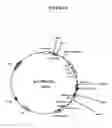 Fig. 05 - Human Antibodies and Specific Binding Sequences Thereof for use in Stroke and Ischemia or Ischemic Conditions