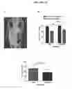 Fig. 61 - Human Antibodies and Specific Binding Sequences Thereof for use in Stroke and Ischemia or Ischemic Conditions