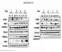 Fig. 67 - Human Antibodies and Specific Binding Sequences Thereof for use in Stroke and Ischemia or Ischemic Conditions
