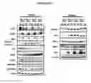 Fig. 69 - Human Antibodies and Specific Binding Sequences Thereof for use in Stroke and Ischemia or Ischemic Conditions