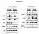 Fig. 70 - Human Antibodies and Specific Binding Sequences Thereof for use in Stroke and Ischemia or Ischemic Conditions