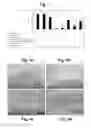Fig. 03 - UNIVERSAL DONOR-DERIVED TOLEROGENIC CELLS FOR INDUCING NON-SYNGENEIC TRANSPLANTATION TOLERANCE