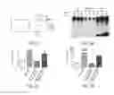 Fig. 04 - Ubiquitinylated proteins