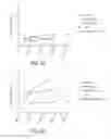 Fig. 07 - Ubiquitinylated proteins