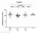 Fig. 10 - Meningococcus serogroup X conjugate
