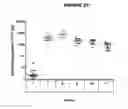 Fig. 22 - Meningococcus serogroup X conjugate