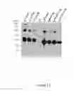 Fig. 41 - Increasing virus-like particle yield in plants