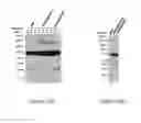 Fig. 43 - Increasing virus-like particle yield in plants