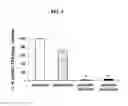 Fig. 02 - Use of CPG oligonucleotides co-formulated with an antibiotic to accelerate wound healing