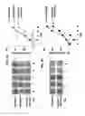 Fig. 03 - Use of CPG oligonucleotides co-formulated with an antibiotic to accelerate wound healing