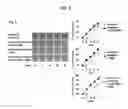 Fig. 04 - Use of CPG oligonucleotides co-formulated with an antibiotic to accelerate wound healing