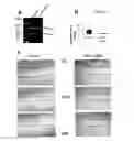 Fig. 08 - Detection and treatment of cancer