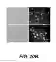 Fig. 96 - Levels and/or Sustainability of DNA-based Gene Expression
