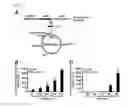 Fig. 03 - Genes encoding biofilm formation inhibitory proteins and a method for producing L-lysine using a bacterial strain with the inactivated genes