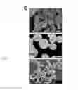 Fig. 04 - Genes related to xylose fermentation and methods of using same for enhanced biofuel production