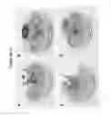 Fig. 06 - Materials for magnetizing cells and magnetic manipulation