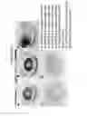 Fig. 09 - Materials for magnetizing cells and magnetic manipulation