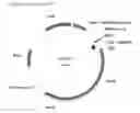 Fig. 51 - Compositions and methods of PGL for the increased production of isoprene