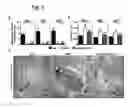 Fig. 06 - Vectors and sequences for the treatment of diseases