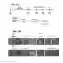 Fig. 04 - Method for generating cancer stem cells from immortalized cell lines