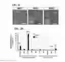 Fig. 05 - Method for generating cancer stem cells from immortalized cell lines