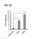 Fig. 06 - Method for generating cancer stem cells from immortalized cell lines
