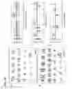 Fig. 07 - Method for generating cancer stem cells from immortalized cell lines
