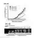 Fig. 19 - Method for generating cancer stem cells from immortalized cell lines