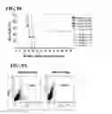 Fig. 20 - Method for generating cancer stem cells from immortalized cell lines