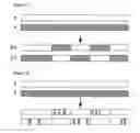 Fig. 02 - Engineered heterodimeric protein domains