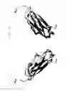 Fig. 10 - Engineered heterodimeric protein domains
