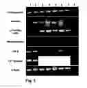 Fig. 04 - Medium comprising transforming growth factor beta 1 and basic fibroblast growth factor