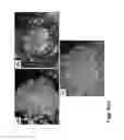 Fig. 06 - Medium comprising transforming growth factor beta 1 and basic fibroblast growth factor