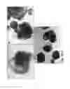 Fig. 08 - Medium comprising transforming growth factor beta 1 and basic fibroblast growth factor
