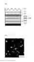 Fig. 05 - Microlens for organic EL element, organic EL element using the same, and manufacturing methods thereof