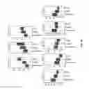 Fig. 07 - HYDROXY-SPHINGOMYELIN 22:1 AS A BIOMARKER FOR HEALTHY AGING