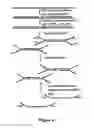Fig. 09 - Method for differentiation of polynucleotide strands
