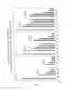 Fig. 32 - RNA INTERFERENCE MEDIATED INHIBITION OF GENE EXPRESSION USING CHEMICALLY MODIFIED SHORT INTERFERING NUCLEIC ACID (siNA)