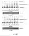 Fig. 49 - Novel Activation and Transfer Cascade for Ubiquitin