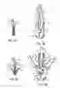 Fig. 07 - Gripper pusher mechanism for tissue apposition systems