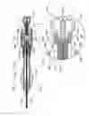 Fig. 21 - Adjustable annuloplasty devices and adjustment mechanisms therefor