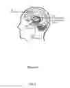 Fig. 03 - Method and apparatus for constructing a neuroscience-inspired artificial neural network with visualization of neural pathways
