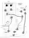 Fig. 01 - Method and apparatus for constructing a neuroscience-inspired artificial neural network