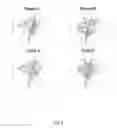 Fig. 06 - Method and apparatus for constructing a dynamic adaptive neural network array (DANNA)