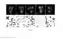 Fig. 02 - BREEDING METHOD FOR TWO LINES HYBRID RICE BASED ON THE RICE OSMS4 GENE MUTANT