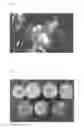 Fig. 02 - Nectarine tree named 'Bowden'