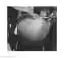 Fig. 01 - Peach tree named 'Souvenirs'